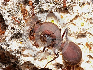 Atta cephalothes Queen with fungus