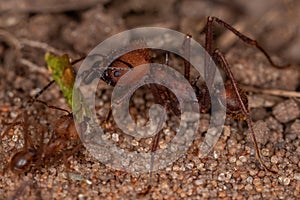 Atta Leaf-cutter Ant