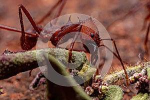 Atta Leaf-cutter Ant