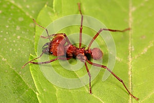 A Texas Leafcutter Ant- soldier ant