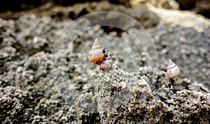 Attached snails near the coast