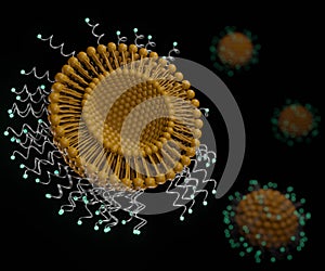 The attachment of specific antibodies to the surface of the liposomes