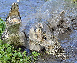 Attack crocodile. Cuban Crocodile (crocodylus rhombifer).