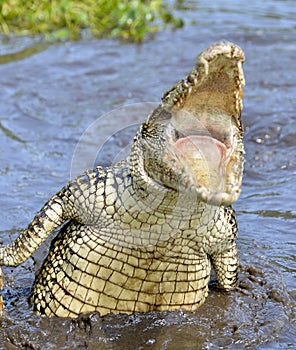 Attack crocodile. Cuban Crocodile (crocodylus rhombifer).