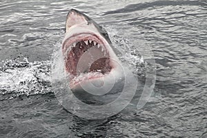 Attack great white shark