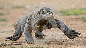 Attack of a Komodo dragon. The dragon running on sand. The Running Komodo dragon ( Varanus komodoensis ) .