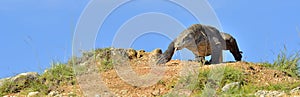 Attack of a Komodo dragon. The dragon running on sand. The Running Komodo dragon Varanus komodoensis . Is the biggest living