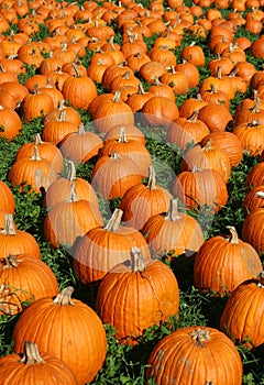 Attack of the Pumpkins