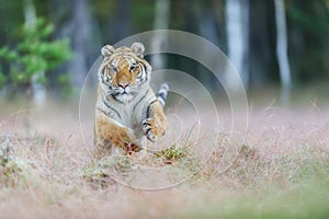 Attacking Amur tiger from front. Siberian tiger jumping in wild taiga. Siberian tiger, Panthera tigris altaica