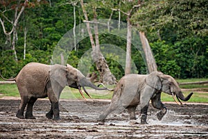 The attacking Elephant. Forest Elephant (Loxodonta africana cyclotis), (forest dwelling elephant) of Congo Basin. Dzanga saline (