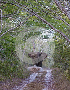 Attacking female adult Elephant