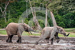 Attacking Forest Elephant