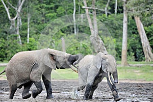 The attacking Forest Elephant (Loxodonta africana cyclotis