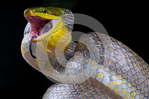 Attacking golden ratsnake photo