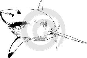 The attacking great white shark with open jaws drawn in ink by hand