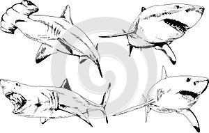 The attacking great white shark with open jaws drawn in ink by hand