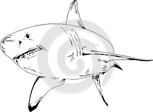 The attacking great white shark with open jaws drawn in ink by hand on a white background