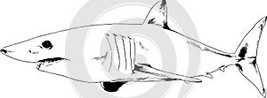 the attacking great white shark with open jaws drawn in ink by hand on a white background