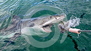 Attacking Great White Shark.