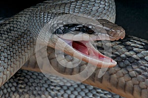 Attacking rat snake photo