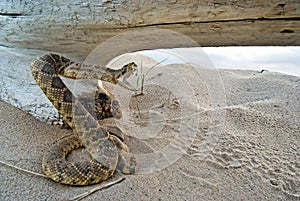 attacking rattle snake