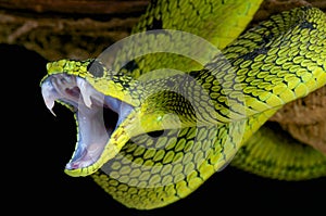 Attacking snake / Great lakes viper / Atheris nitschei