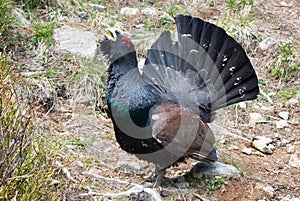 Attacking western capercaillie