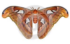 Attacus