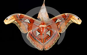 Attacus atlas