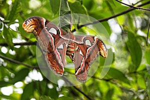 Attacus atlas or the Atlas moth