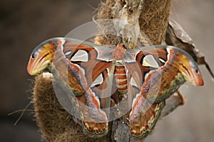 Attacus atlas (Atlas moth), a large saturniid