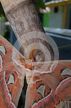 Attacus atlas, the Atlas moth, is a large saturniid moth endemic to the forests of Asia