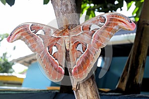 Attacus atlas, the Atlas moth, is a large saturniid moth endemic to the forests of Asia