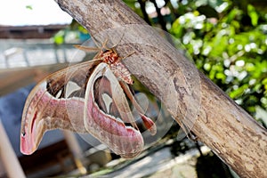 Attacus atlas, the Atlas moth, is a large saturniid moth endemic to the forests of Asia