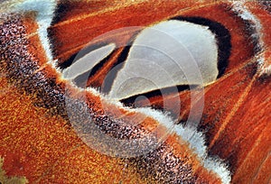 Attacus atlas. Atlas moth. Wing of colorful tropical Atlas butterfly close up. Butterfly wing texture background