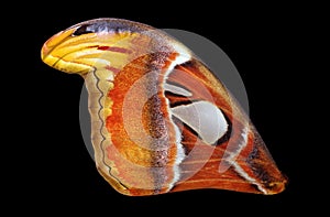 Attacus atlas. Atlas moth. Wing of colorful tropical Atlas butterfly isolated on black