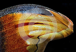 Attacus atlas. Atlas moth. Wing of colorful tropical Atlas butterfly isolated on black