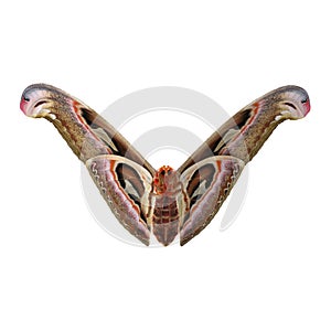 Attacus Atlas Large Saturniid Moth Flying Pose Isolated on White Background 3D Illustration