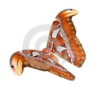 Attacus Atlas Large Saturniid Moth Flying Pose Isolated on White Background 3D Illustration