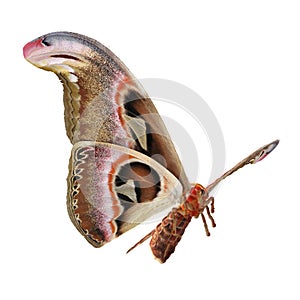 Attacus Atlas Large Saturniid Moth Flying Pose Isolated on White Background 3D Illustration