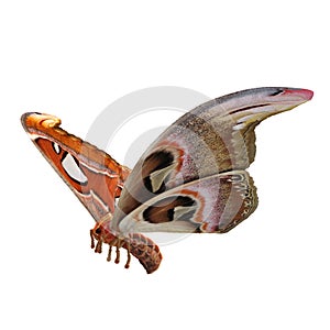 Attacus Atlas Large Saturniid Moth Flying Pose Isolated on White Background 3D Illustration
