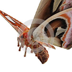 Attacus Atlas Large Saturniid Moth Flying Pose Isolated on White Background 3D Illustration