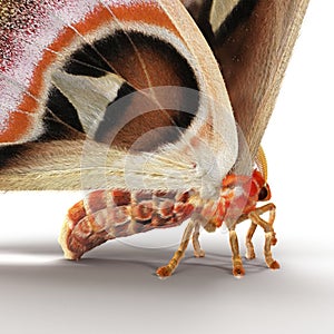 Attacus Atlas Large Saturniid Moth Sitting Pose Isolated on White Background 3D Illustration