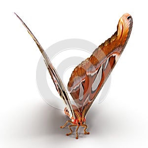 Attacus Atlas Large Saturniid Moth Sitting Pose Isolated on White Background 3D Illustration