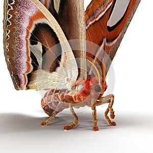 Attacus Atlas Large Saturniid Moth Sitting Pose Isolated on White Background 3D Illustration