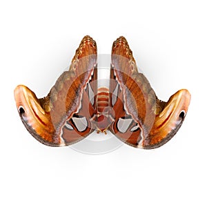 Attacus Atlas Large Saturniid Moth Sitting Pose Isolated on White Background 3D Illustration