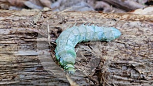 Attacus atlas larvae