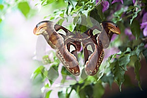 Attacus Atlas moth