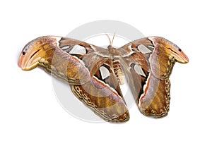 Attacus atlas moth