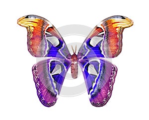 Attacus atlas. Atlas moth. Colorful multicolored tropical Atlas butterfly isolated on white.